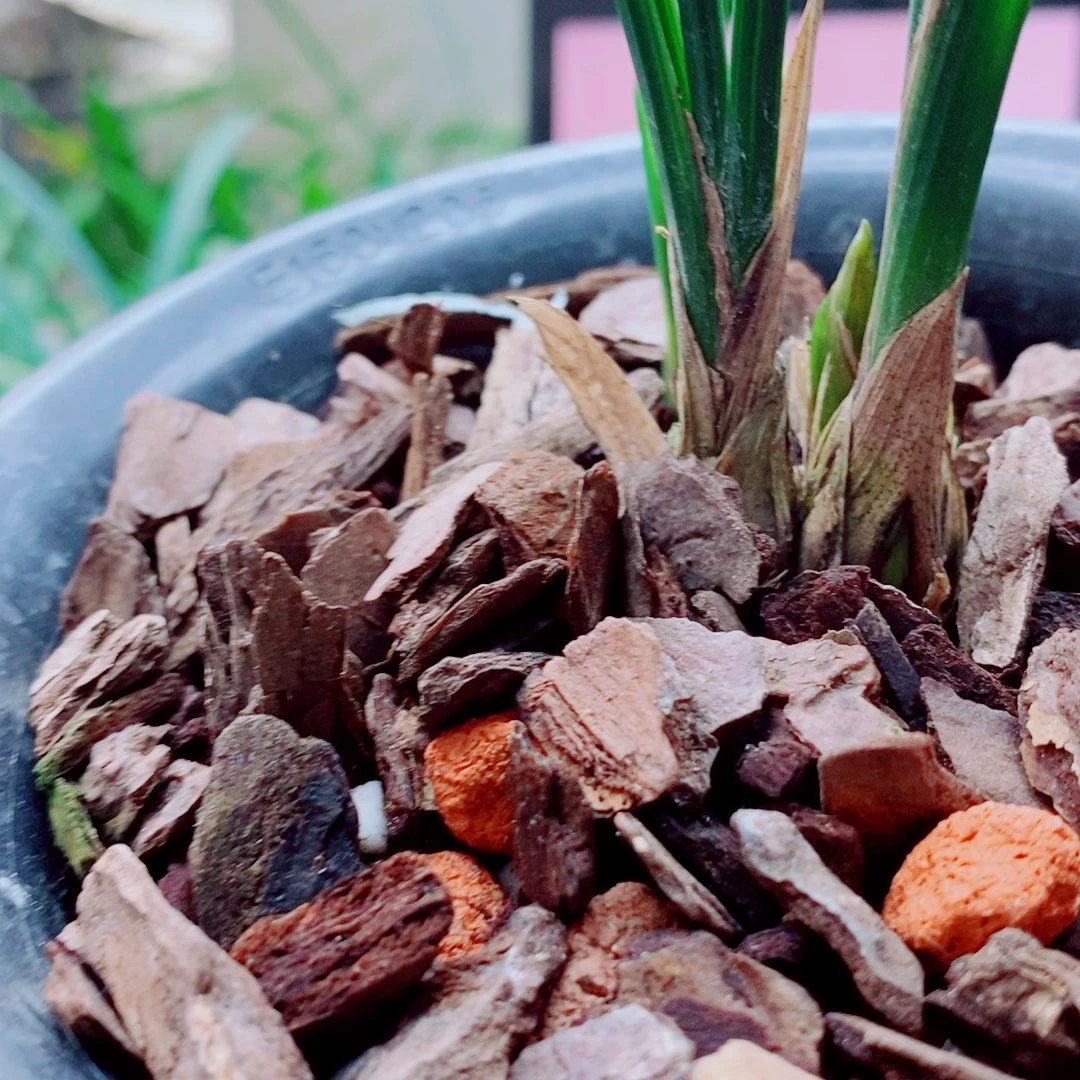 当前无花栽培后可以开花