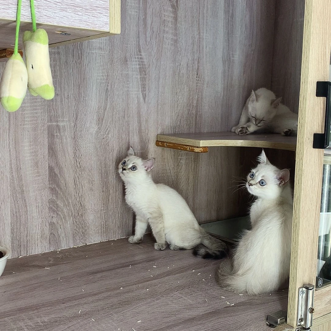 英短英短银点活体猫咪