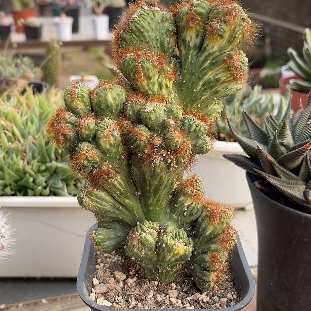 彩山阁缀化锦一物一拍