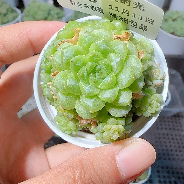 仅***）1111-146ht-24麦杆