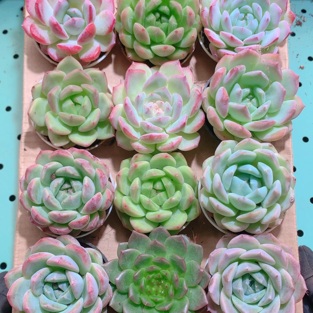 10-139一物一拍多肉带盆18颗