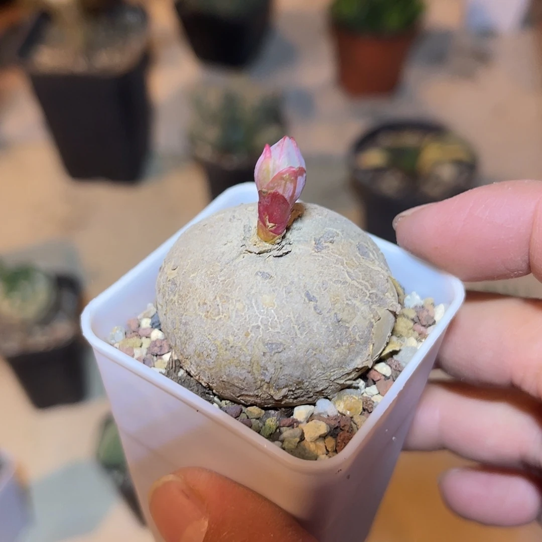 实生玫瑰大戟一物一拍