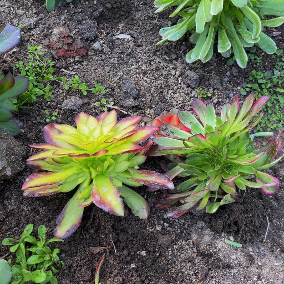 福利限量多肉捧花的