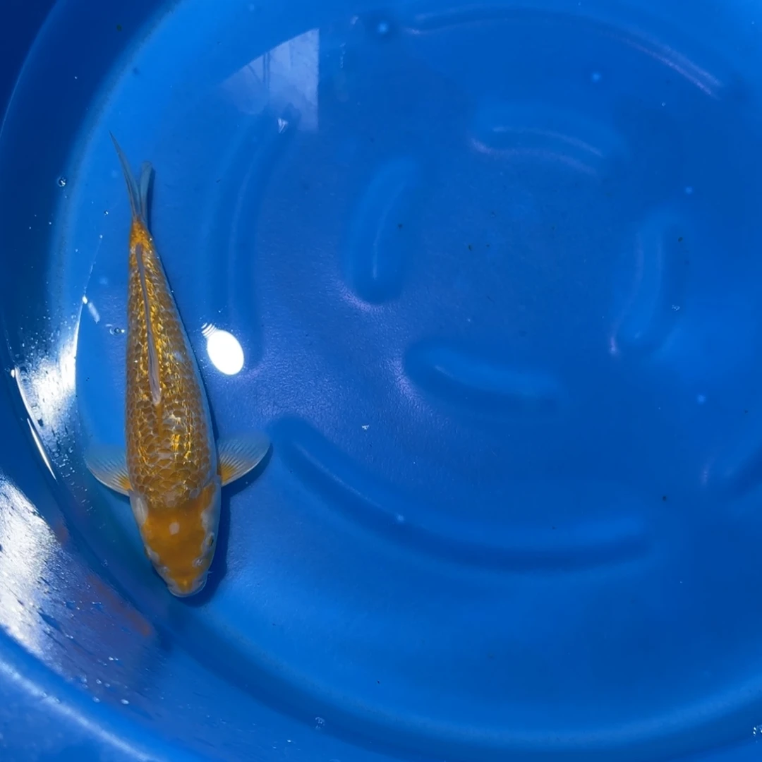 锦鲤大日银鳞黄猿立鲤