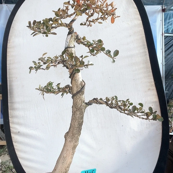 瓜子黄杨盆景老桩