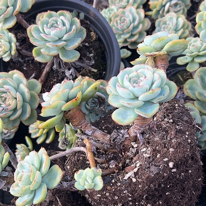 晨露老桩。