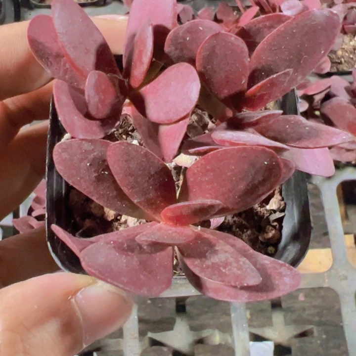 紫蝶精品多肉植物