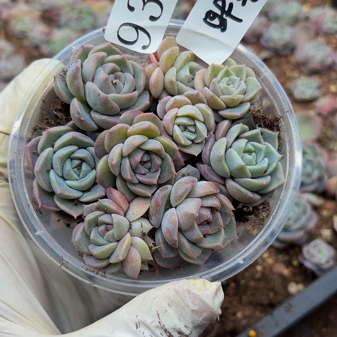 多肉植物多肉植物939量拍