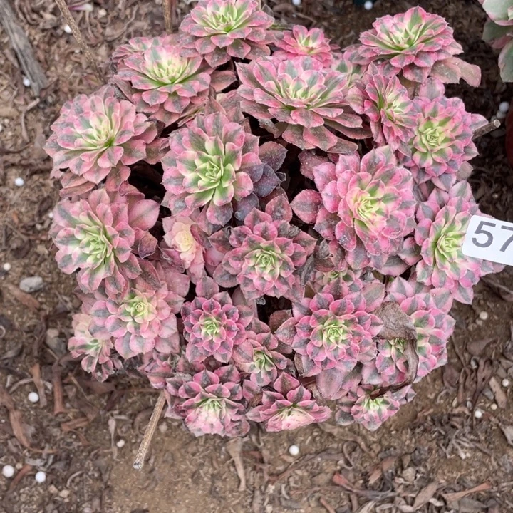 宗***姐无花朵570多肉植物红铜白
