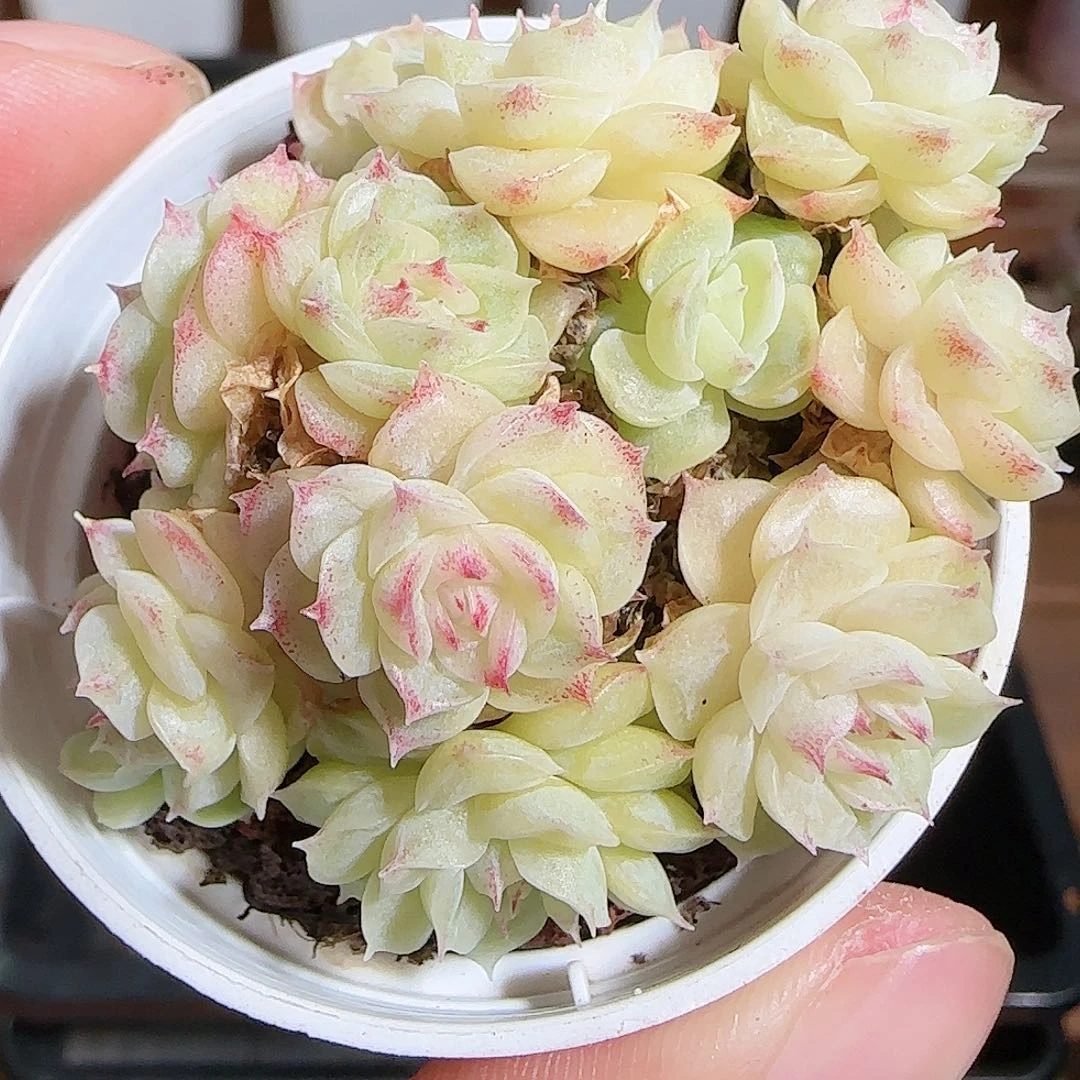 1109-----89麦秆群