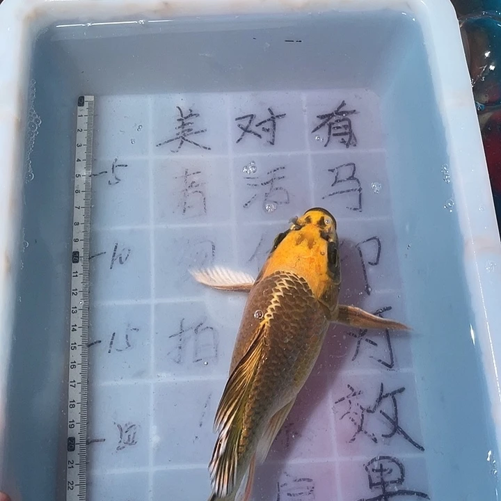 蝴蝶鲤鱼渔场直发04