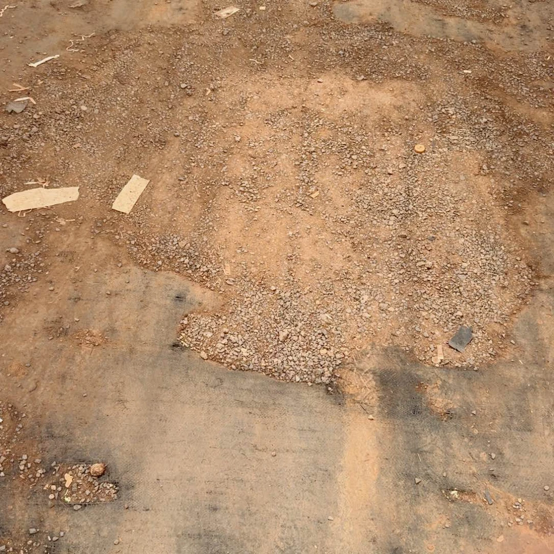 编号珍妮生病+种子灰量拍