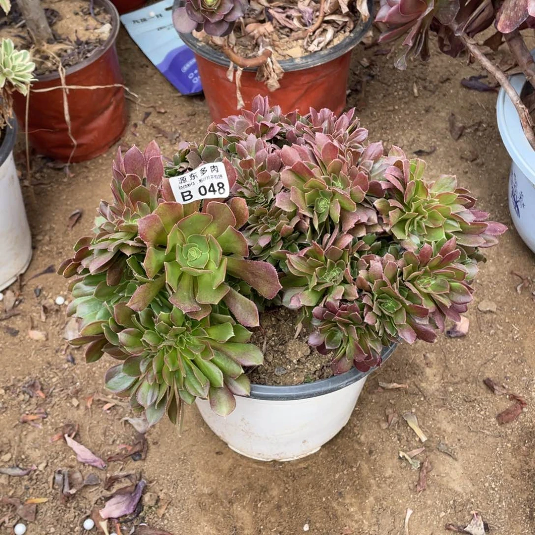 048柠檬多肉法师断枝不包