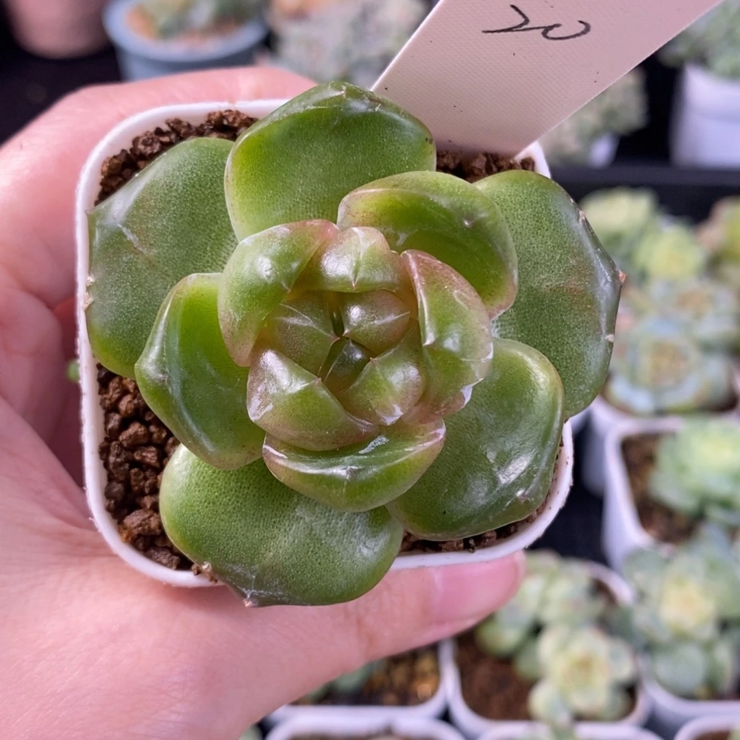 棒***糖棒棒糖一颗珍妮发货