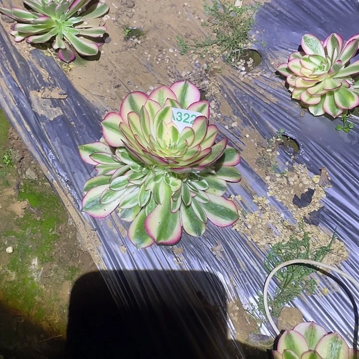 舒*多肉植物断枝不包322荔枝