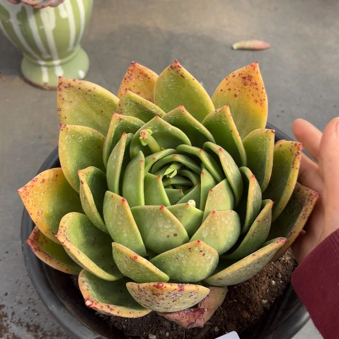 同温层多肉翠花167