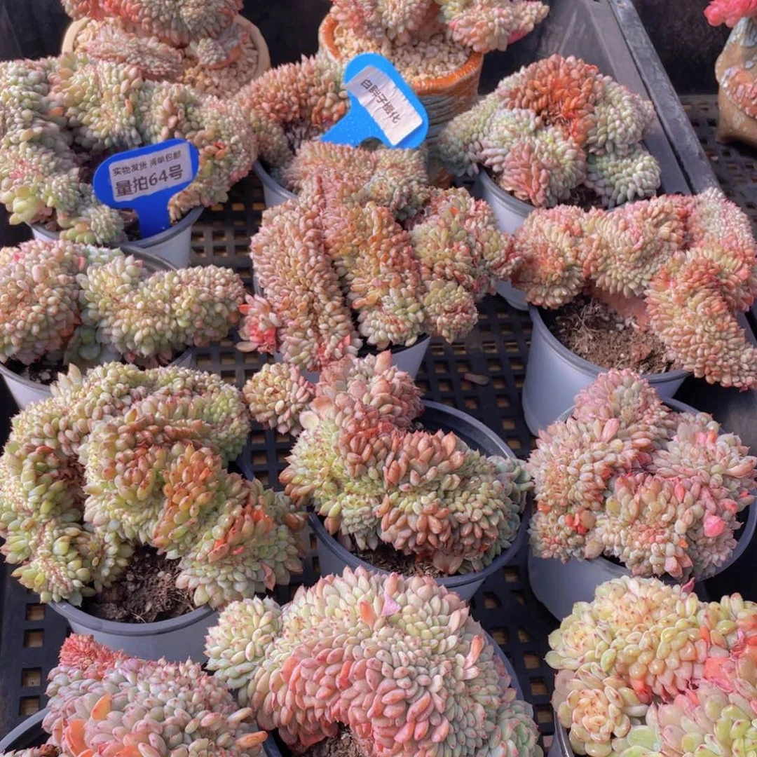 量拍64号 白胖子缀化一个