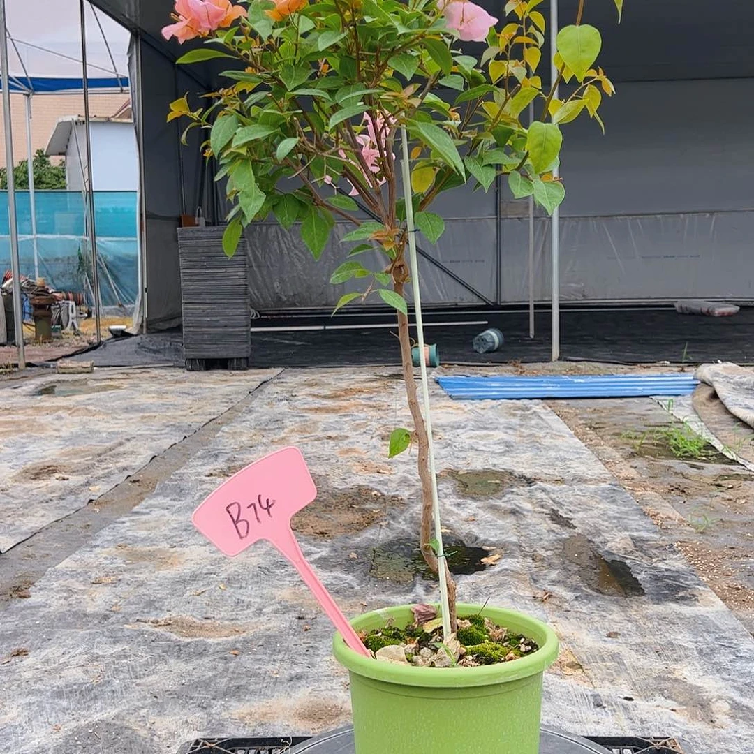 当前无花栽培后可以开花三****义B74金发女郎