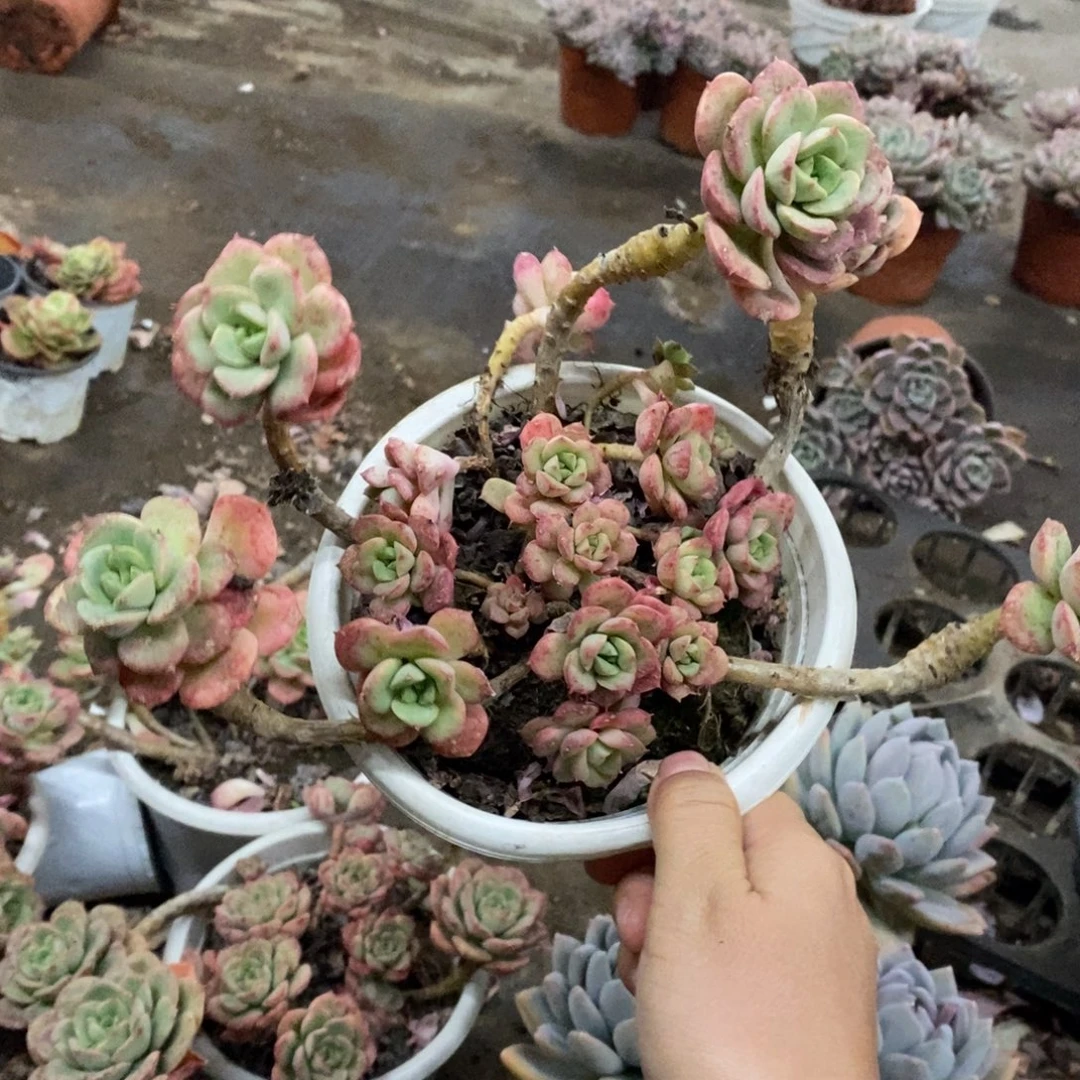 妮可莎娜玫瑰大盆整桩