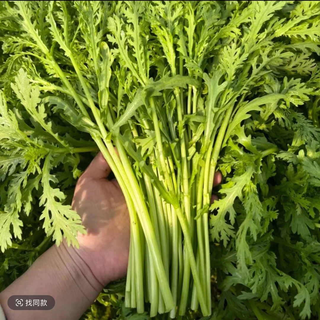 【汇峰农场】新鲜现拔 茼蒿 和小白菜 顺丰包邮