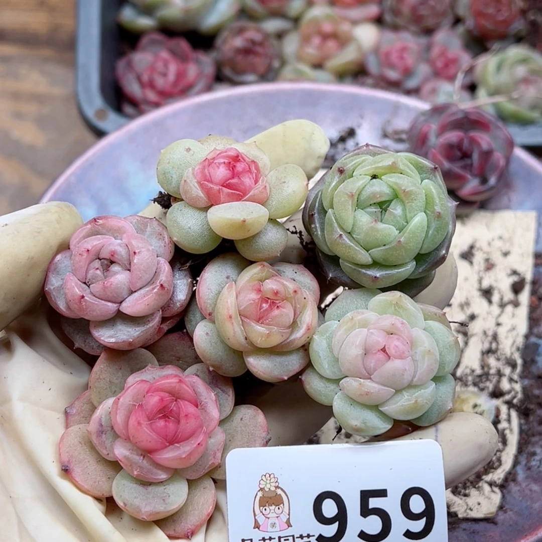 叶*多肉植物多肉植物