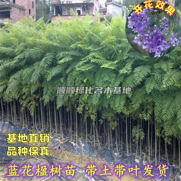 正宗蓝花楹树苗 室内外盆栽 办公室观赏绿植蓝雾树苗带土带叶发货