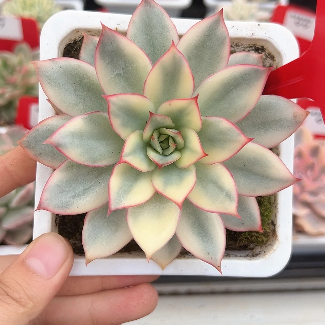 122号月光女神锦多肉植物