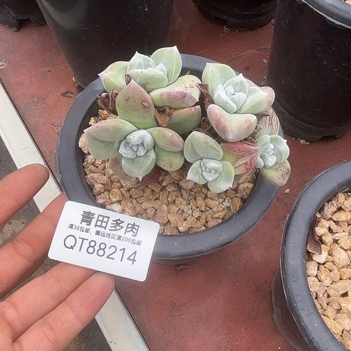 小鹿多肉一物一拍88214