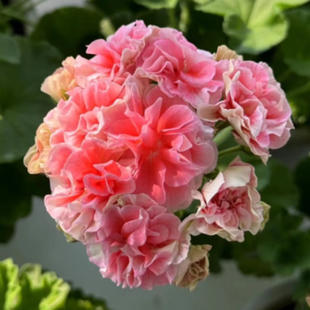 【甜蜜麻薯】130杯重瓣大花球天竺葵