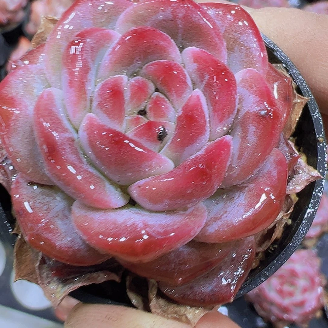 红琥珀19包邮多肉植物