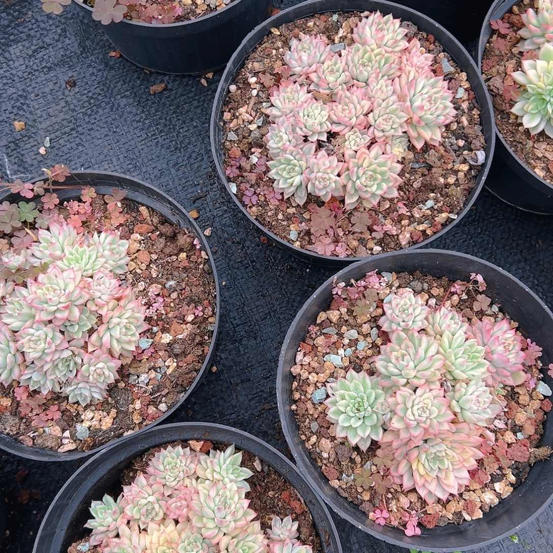 女雏锦，满18包邮