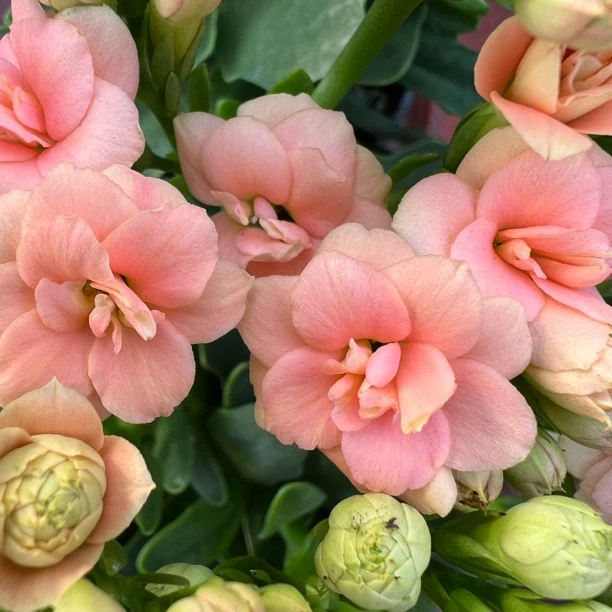 长寿花园～【美人鱼】110盆 鹿角叶大花稀有品种