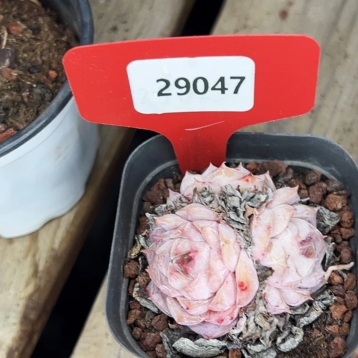 糖心。     29047号。