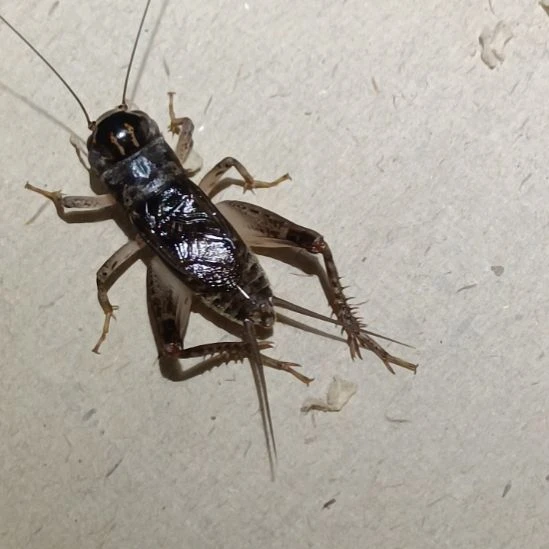 坤园份房蟋蟀蛐蛐