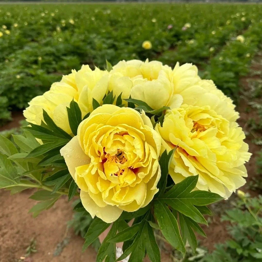 【一物一拍】千层重瓣观赏芍药对版基地直发