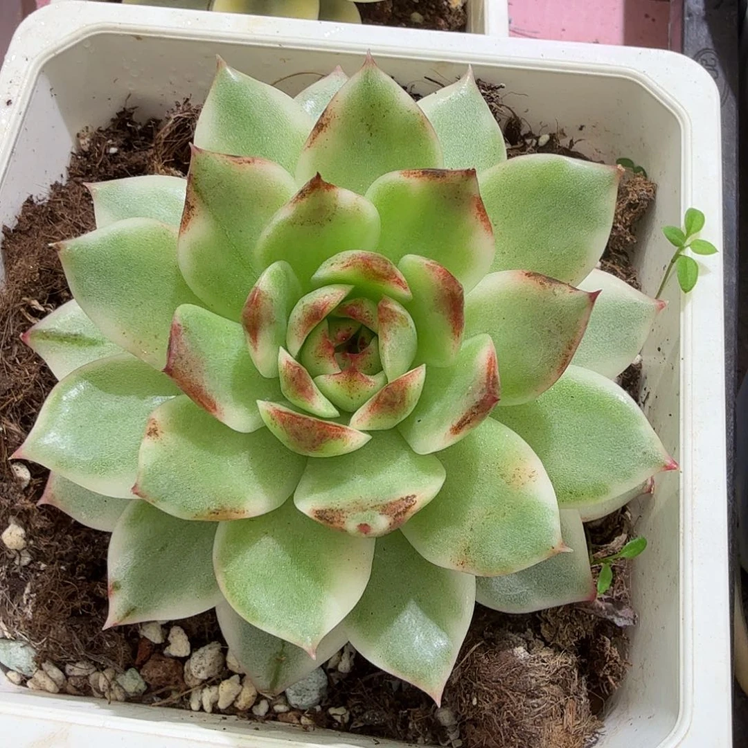 黑水晶，多肉植物。
