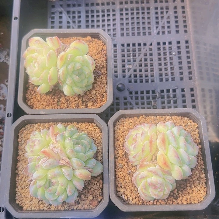 花时光精品多肉66