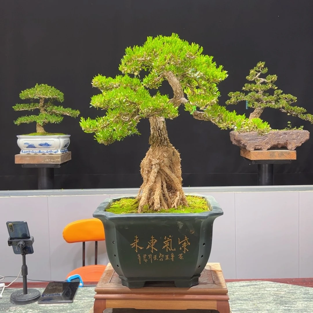 黄杨盆景老桩四季常青