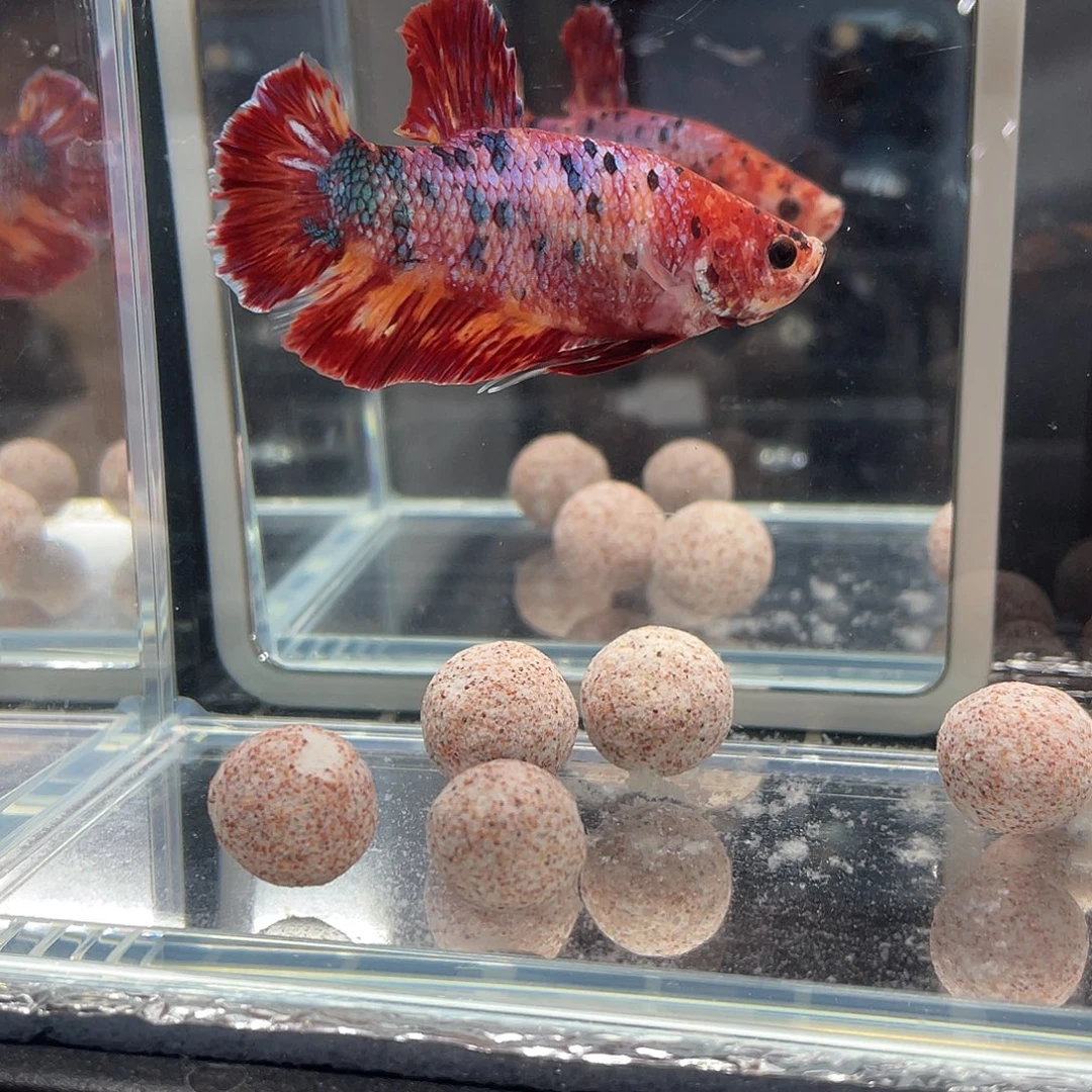 斗鱼12.26 巨斗将军 07