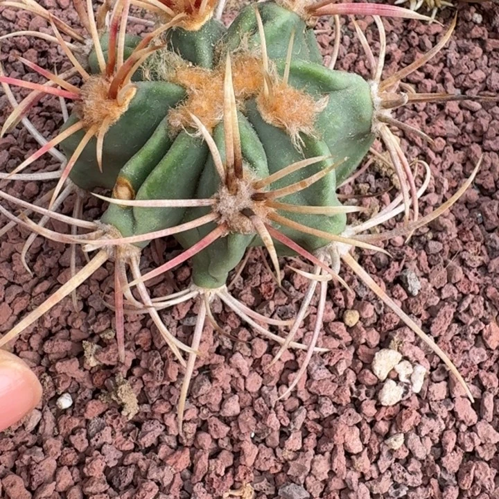 &***哩仙人球，神龙玉66666