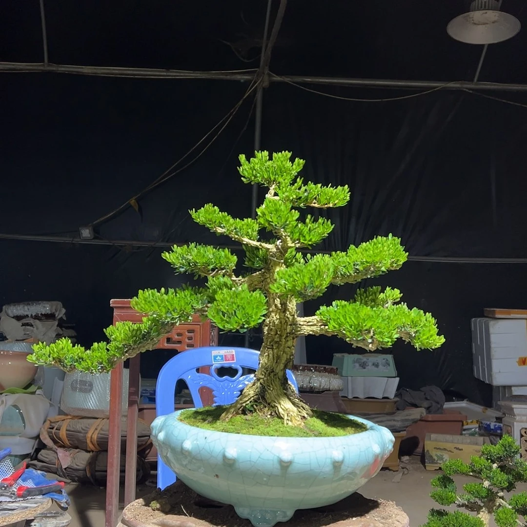 完全开放黄杨盆景