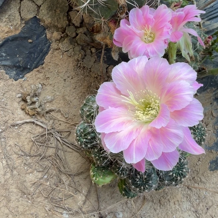 丽花仙人球3公分侧芽一个567