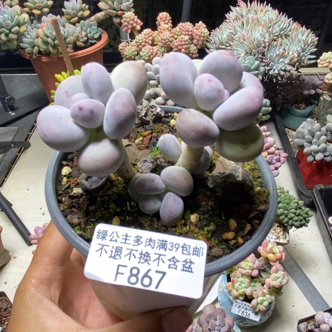 867彩虹奶多肉6cm