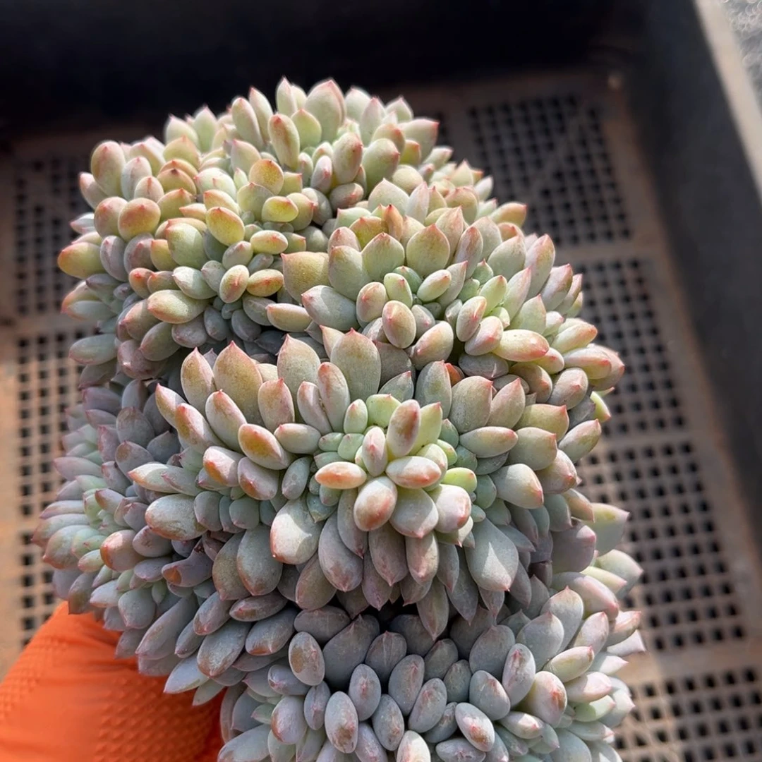 962号新疆西藏内蒙古不包邮