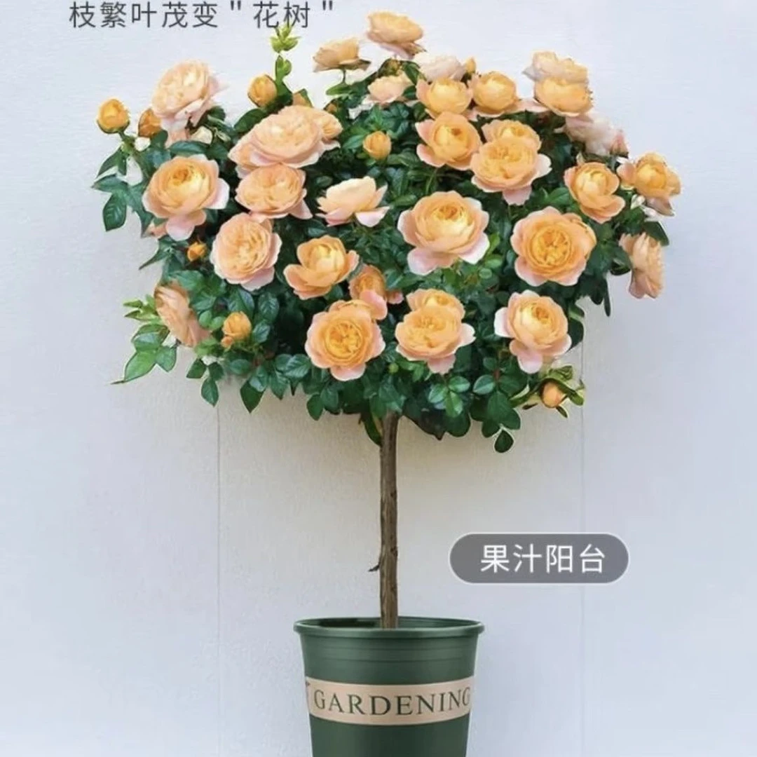 【果汁阳台棒棒糖】四季开花耐寒耐热月季花卉盆栽