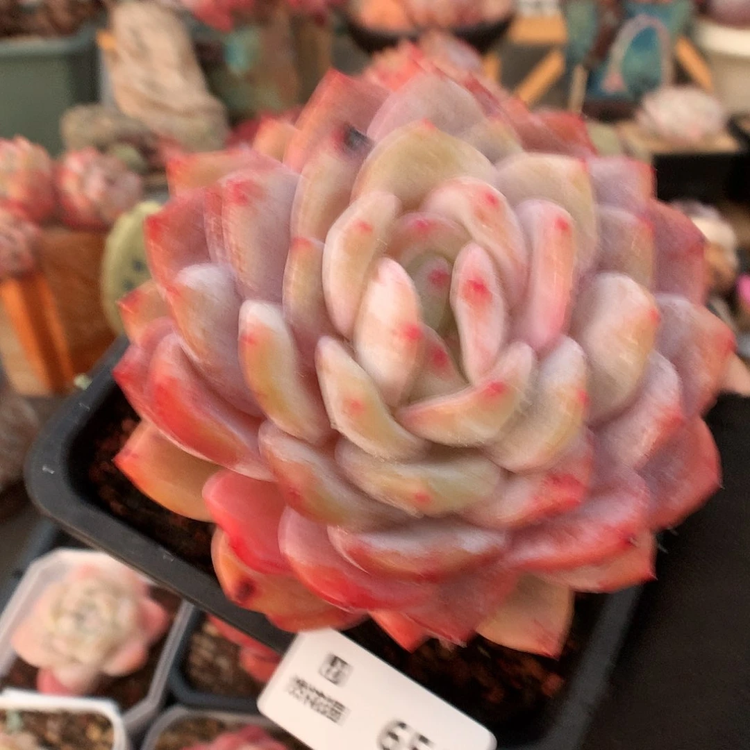 654梦露多肉植物6633