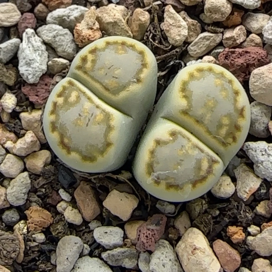 双头浓霜黄绿饼干清框福利30包邮