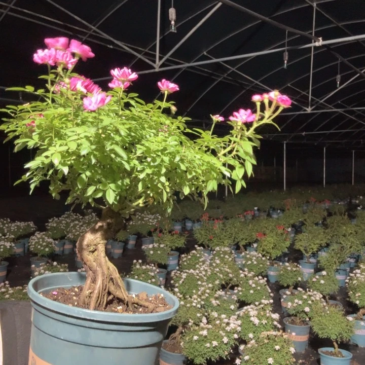 雨***人大部分花苞少量开放