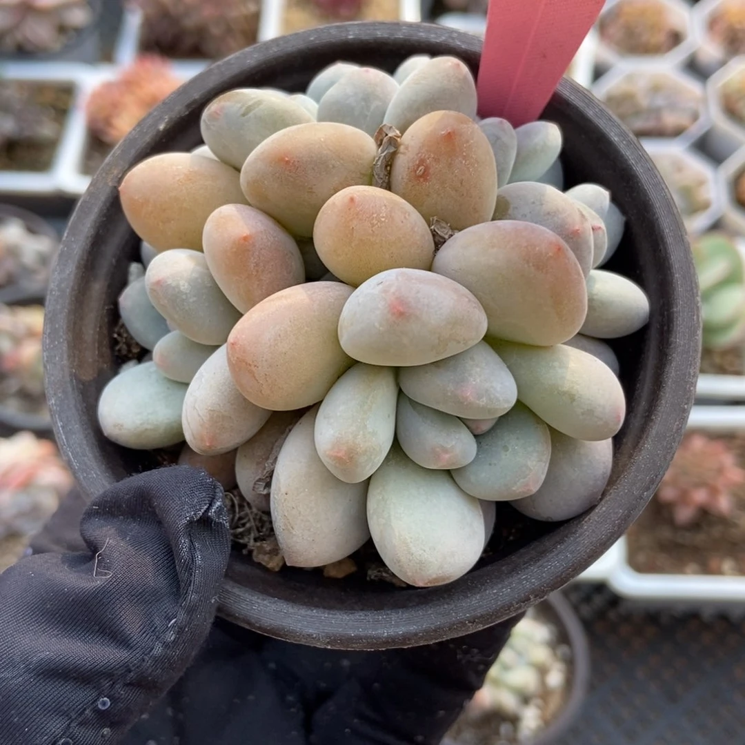 329香水多肉植物