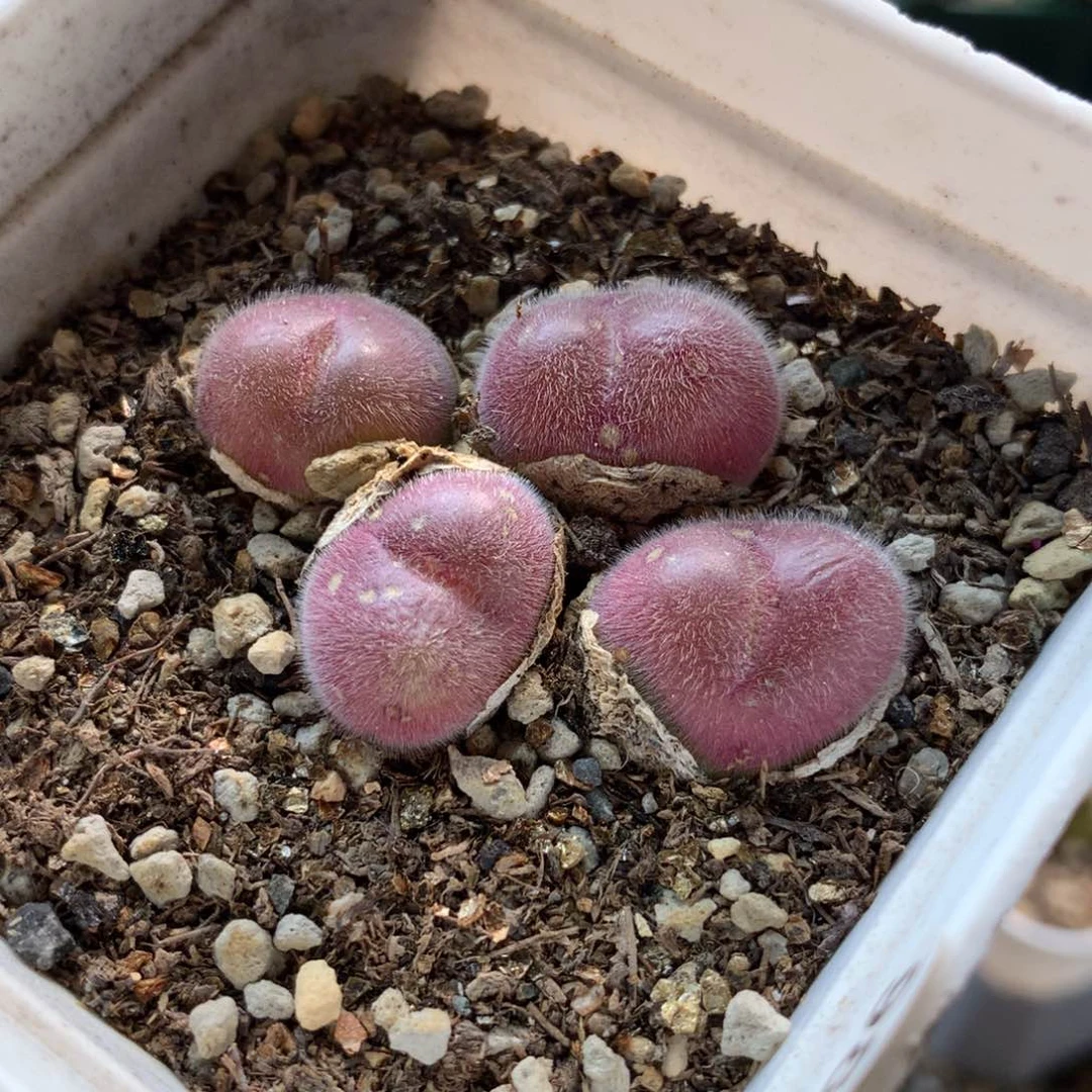 98号毛翠滴母本一颗